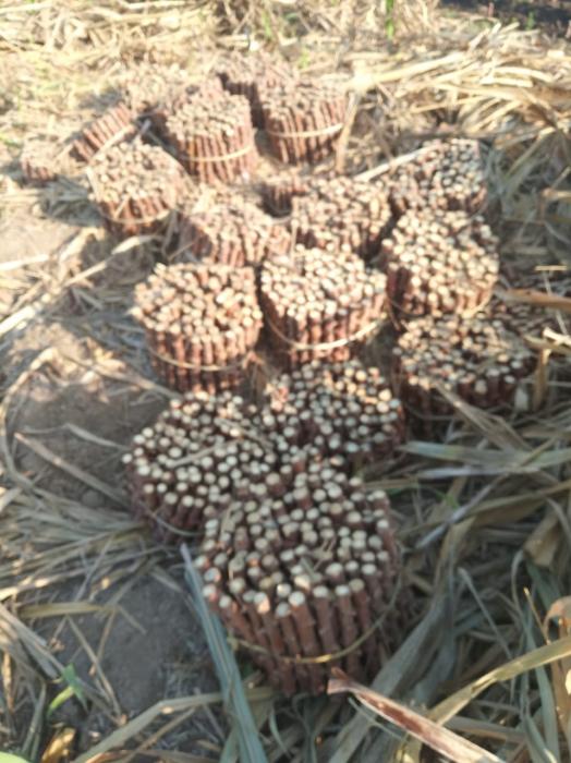 BUDIDAYA KETELA POHON SAAT MUSIM KEMARAU