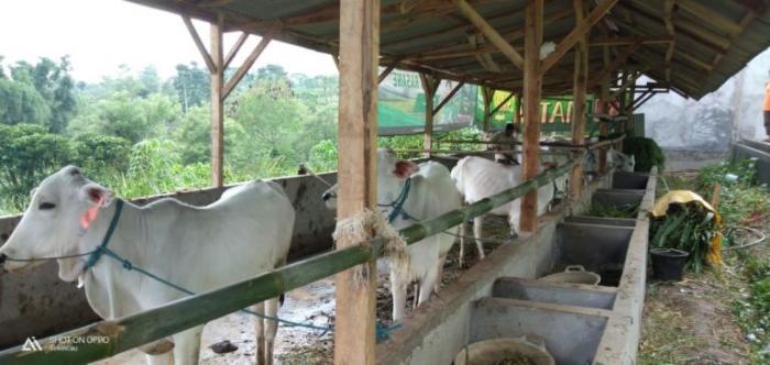 RAMUAN PENAMBAH NAFSU MAKAN PADA TERNAK KAMBING/DOMBA
