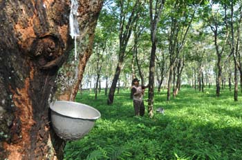 SAPI KERBAU KOMODITAS ANDALAN NEGERI (SIKOMANDAN)