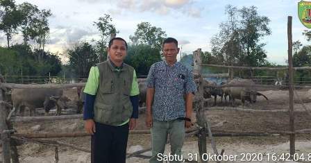 verifikasi lapangan jumlah populasi ternak kerbau rawa desa telang baru oleh BPP kecamatan paju epat bartim kalteng