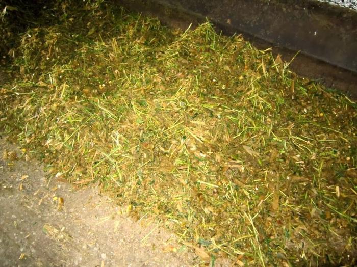 Pembuatan Silase Oleh Penyuluh Pertanian Lapang Bersama Kelompok Tani Kecamatan Kebumen: Silase Sebagai Pakan Nutrisi Untuk Ternak