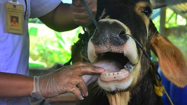 OBAT HERBAL MENCEGAH PENYAKIT MULUT DAN KUKU (PMK)  PADA SAPI 
