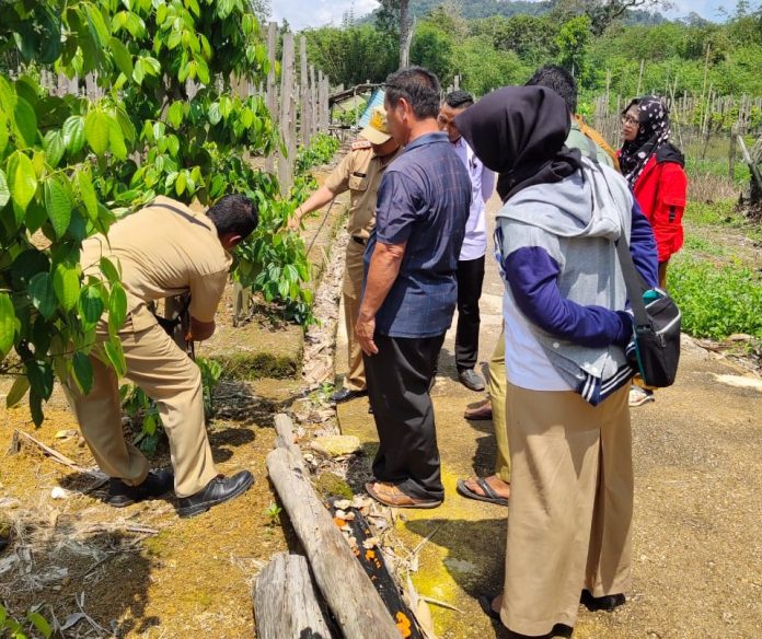 Pestisida nabati dari minyak cengkeh dan serai wangi