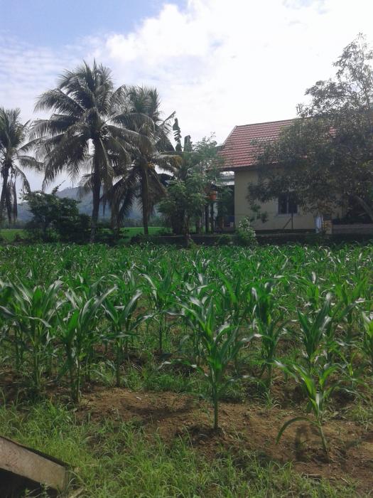 Pemanfaatan Lahan Pekarangan Di Bpp Larompong Kec. Larompong Kab.luwu