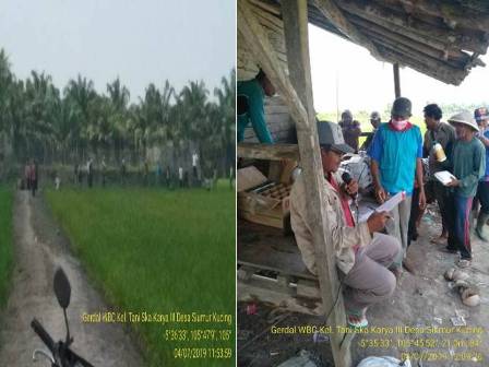 Upaya Mengundang Musuh Alami  Wereng Batang Coklat
