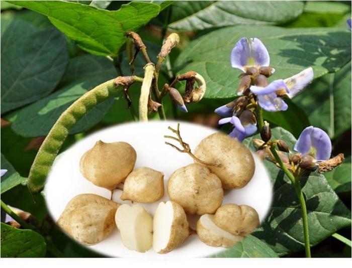 PRODUKSI BIBIT UBI KAYU