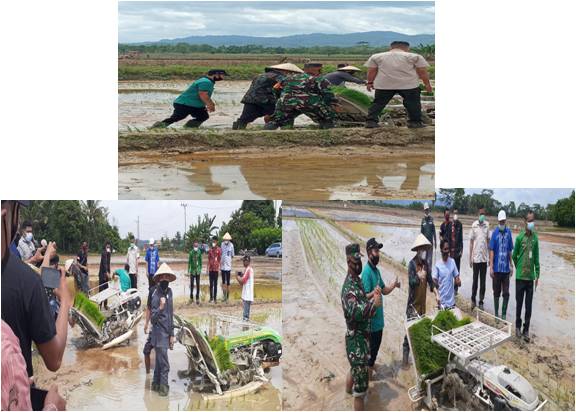 TANAM PADI SEREMPAK DI PERSAWAHAN AMOHALO KELURAHAN BARUGA KECAMATAN BARUGA  KOTA  KENDARI