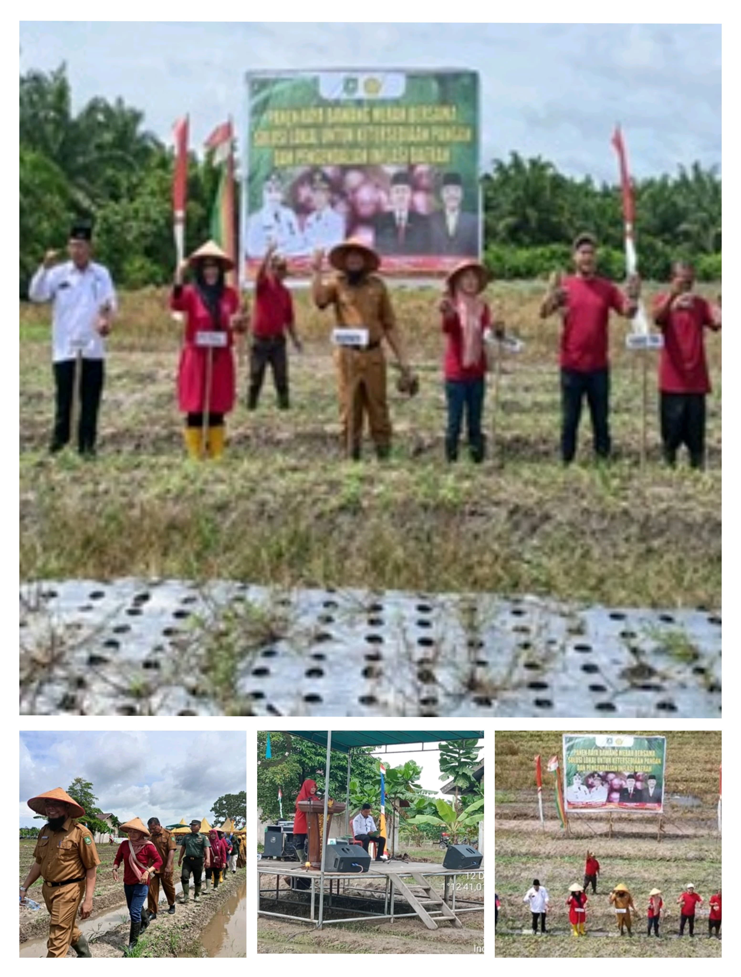 PANEN BAWANG MERAH BERSAMA SOLUSI LOKAL UNTUK KETERSEDIAAN PANGAN DAN PENGENDALIAN INFLASI DAERAH DI BBU SUNGAI SIPUT KECAMATAN SIAK KECIL KABUPATEN BENGKALIS.