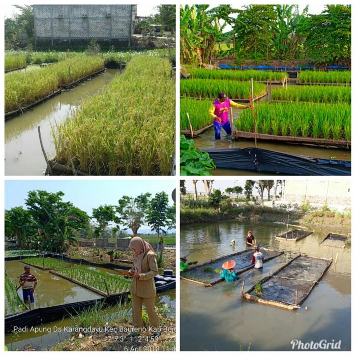 TANAM PADI APUNG SOLUSI TANAM PADI DIMUSIM PENGHUJAN DI DAERAH RAWAN BANJIR DI KEC. BAURENO KAB.BOJONEGORO