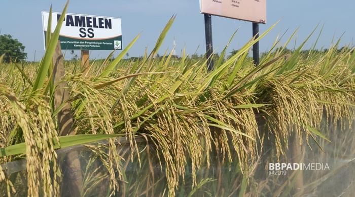 Peningkatan Kesejahteraan Petani Lada Melalui Kelembagaan