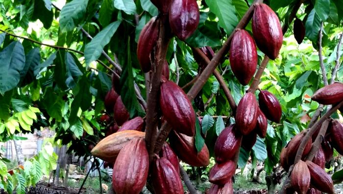 Mengenal Dan Cara Merawat Tanaman Paku Tanduk Rusa (Platycerium coronarium)Ã¢â‚¬Â