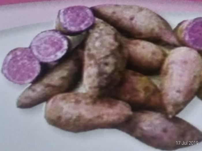 Produksi Tanaman Pangan Meningkat Dengan Tumpang Sari