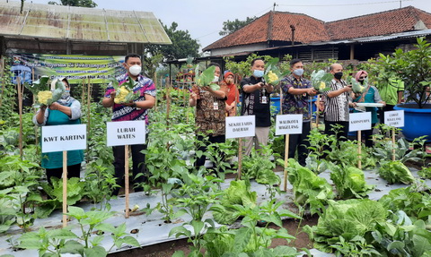 Wujudkan Magelang Cantik, Walikota Magelang Panen Sayuran Organik Di Kwt Kartini 