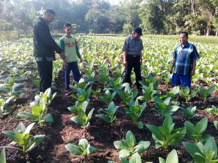 BERTANAM TEMBAKAU DI DESA SLADI KECAMATAN KEJAYAN KABUPATEN PASURUAN