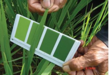 PEMUPUKAN PADI SAWAH BERDASARKAN BAGAN WARNA DAUN (BWD)