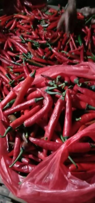 Panen  Cabe Besar Desa Temmapaduae Kecamatan Marusu Kabupaten Maros