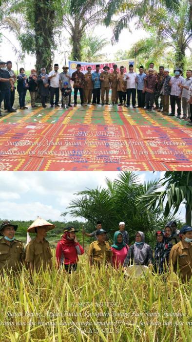 KELOMPOK TANI  JASA BARU DAN  KELOMPOK TANI JASA MUDA   DESA  SUNGAI BAUNG  KECAMATAN  MUARABULIAN  PANEN  IP 200