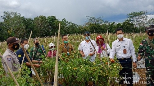 KUNJUNGAN KEPALA DINAS PERTANIAN TANAMAN PANGAN DAN HORTIKULTURA PROVINSI KALIMANTAN BARAT DI DESA BENGKILU KECAMATAN TUJUH BELAS