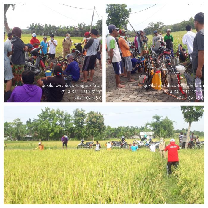 Peran Penyuluh Pertanian Di Masa Pandemi Covid 19 Mendampingi  Kelompok Tani Muji Rahayu Satu Desa Tengger Kec Ngasem Kab. Bojonegoro Prop.jawa Timur
