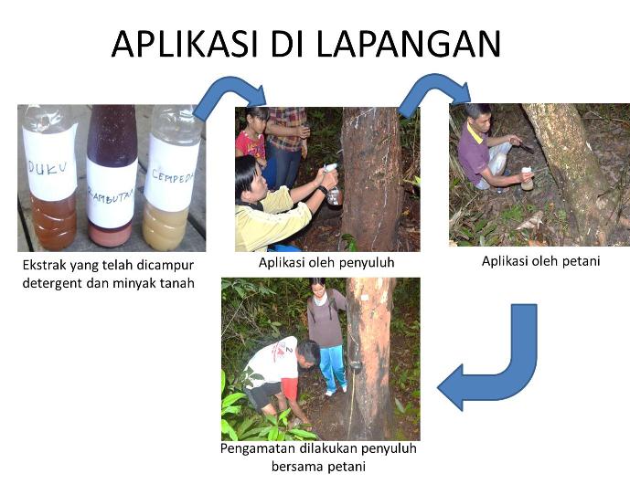 Pengendalian Hama Rayap Dengan Ekstrak Kulit Cempedak