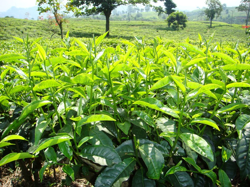 KACANG SENTRO DAN KALIANDRA,  SUMBER PAKAN HIJAUAN TERNAK RUMINANSIA 