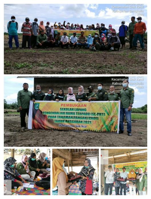 SEKOLAH LAPANGAN PENGENDALIAN HAMA TERPADU (SL-PHT) UNTUK TANAMAN PADI DI DESA BANDAR JAYA KECAMATAN SIAK KECIL KABUPATEN BENGKALIS TAHUN  2021