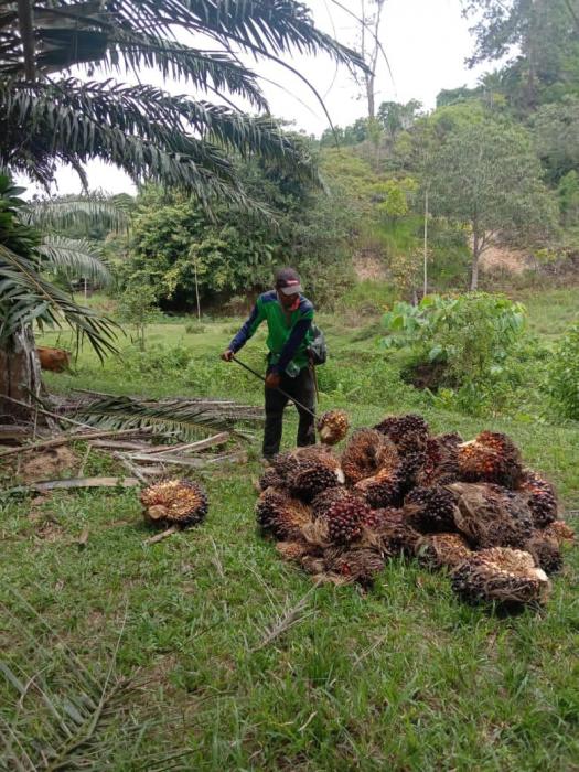 300 Orang Petani Sawit Di Sebatik Barat Menerima Stdb