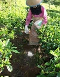 PENGEMBANGAN KOPERASI  BERBASIS INFORMASI TEKNOLOGI (IT)