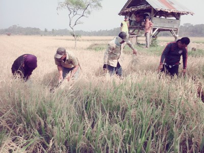 Menekan Kehilangan Hasil Padi