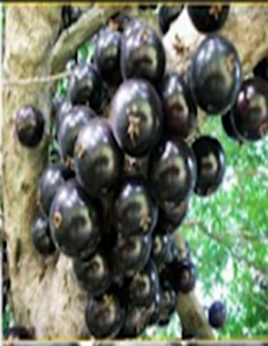 obat dari tanaman jambu mete