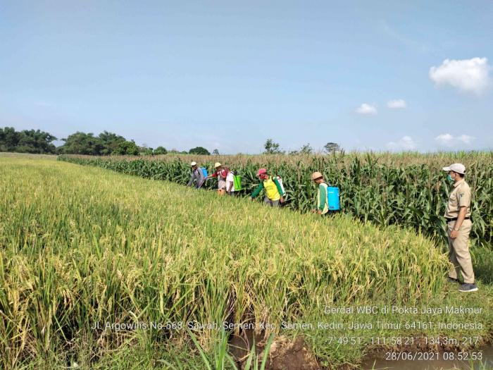 Gerdal Hama Wereng Upaya Petani Semen Jaga Stok Pangan