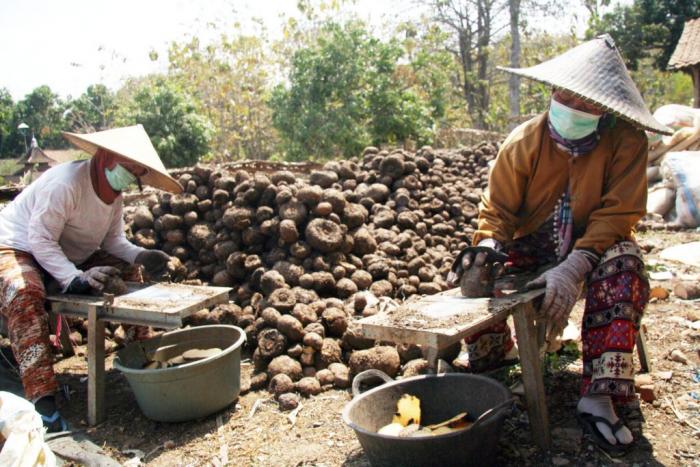 Petani Balocci Tanam Tire Atau Porang Yang Sedang Viral Untuk Mencari Sampingan