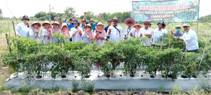 Farm Field Day Di Lahan Penyuluh Swadaya