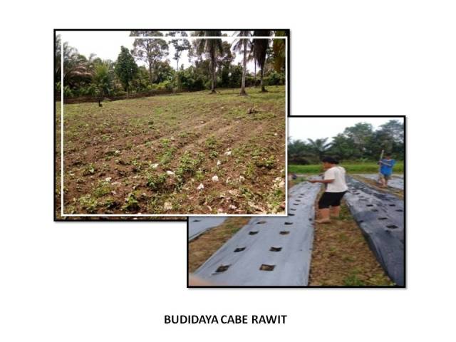BUDIDAYA CABE RAWIT