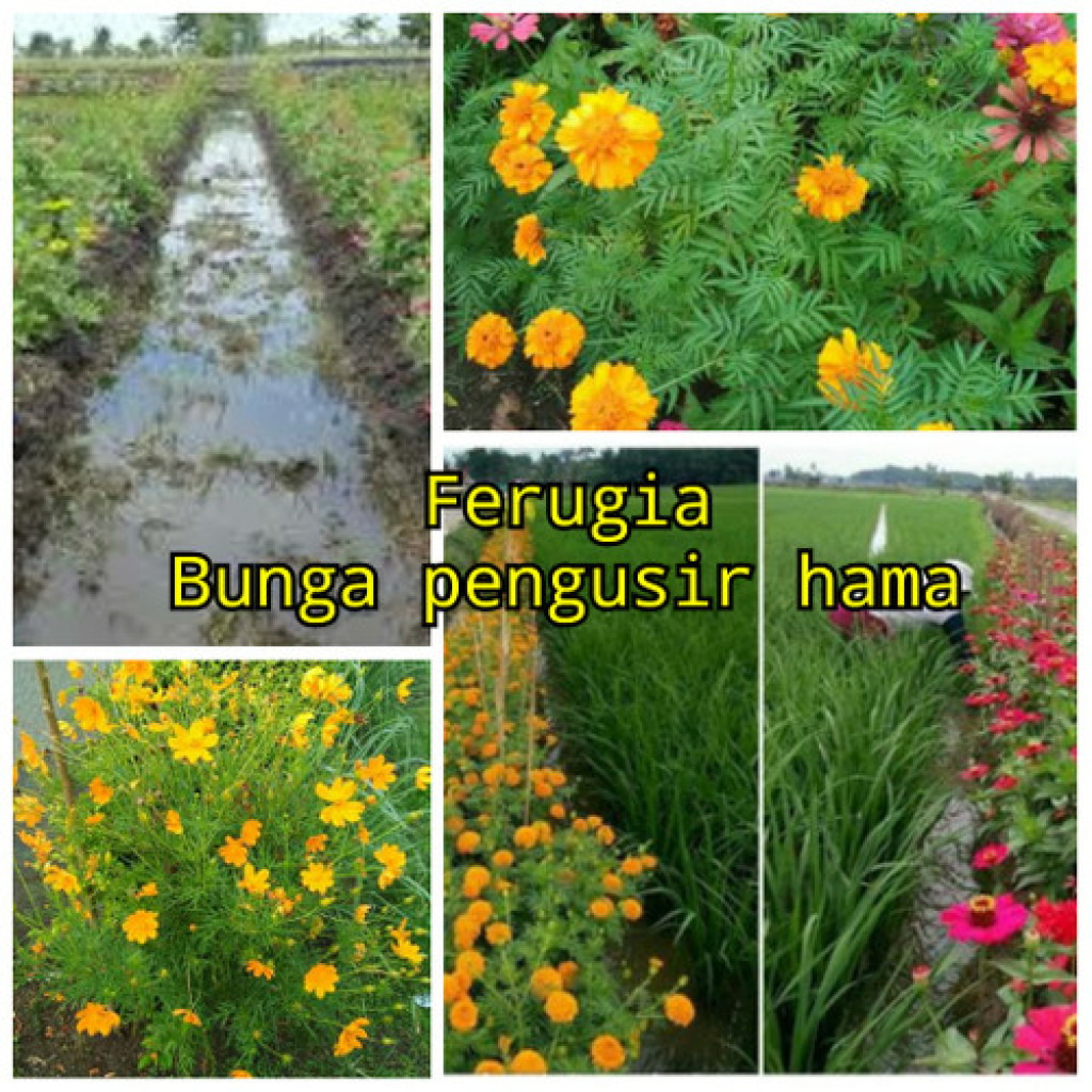 Tanaman Refugia 
