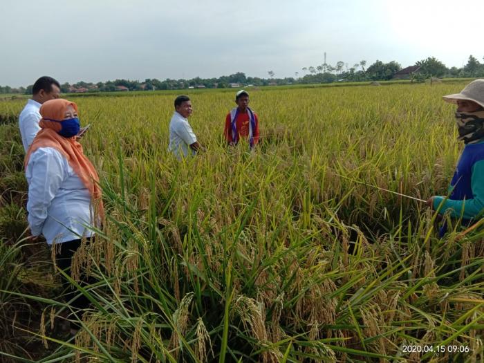 KOSTRATANI SEBAGAI PUSAT PENGEMBANGAN JEJARING AGRIBISNIS 