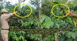 PANGKAS BENTUK TANAMAN BELUM MENGHASILKAN (TBM) PADA KOPI