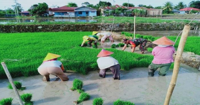 asuransi usahatani padi (autp)