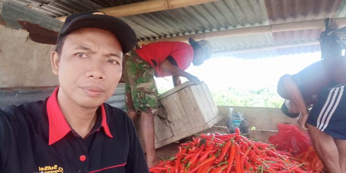 Pemeliharaan Dan Perawatan Cabai Merah Besar