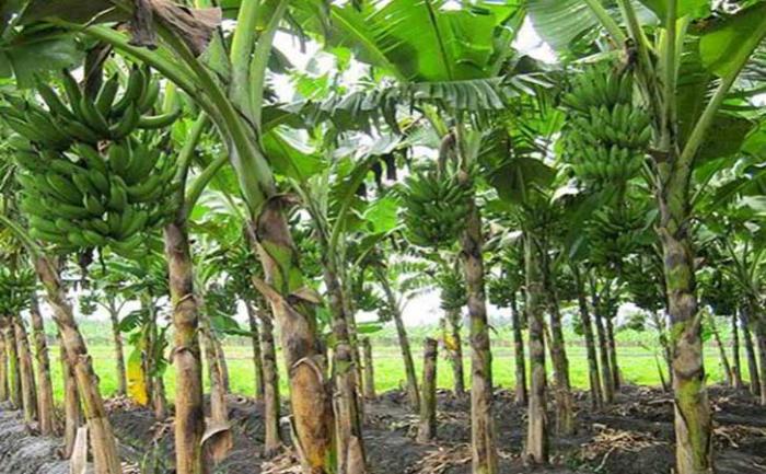 PERLUNYA MELAKUKAN SANITASI TANAMAN PISANG UNTUK MENJAGA KUALITAS DAN MUTU BUAH BERSTANDAR NASIONAL INDONESIA