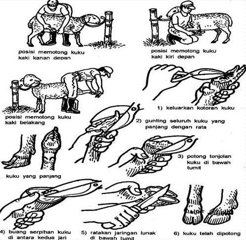 Pemotongan Kuku Kambing dan Domba
