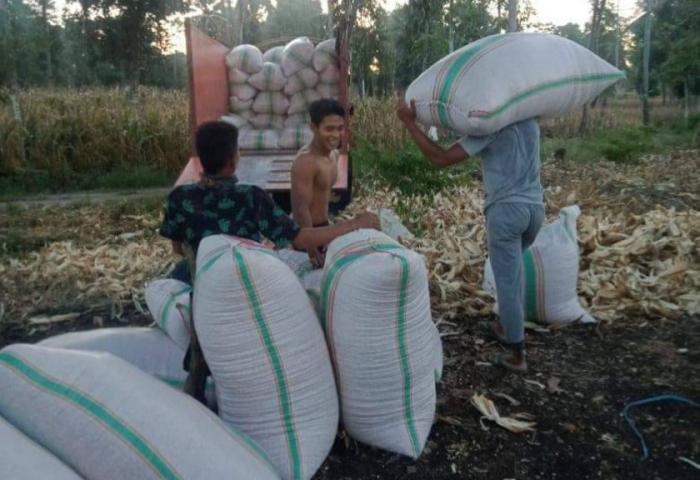 Panen Melimpah, Petani di Kabupaten Bone Pasarkan Secara Online