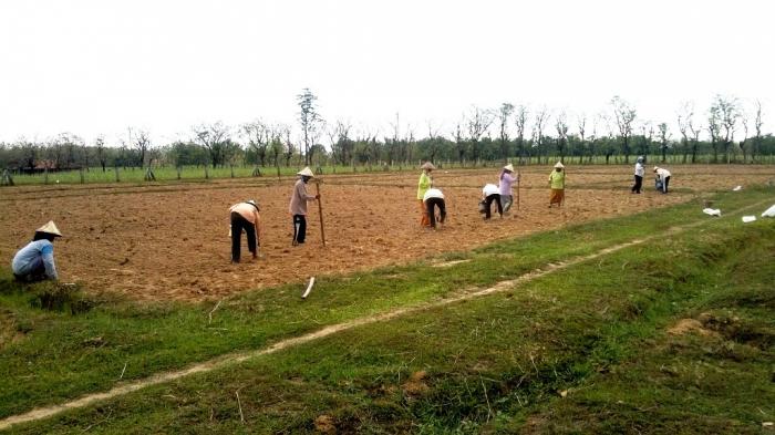 Pentingnya Pengolahan Tanah Tanaman Padi Gogo