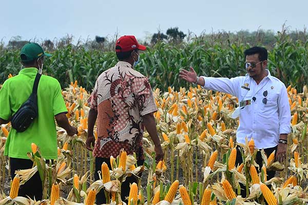 Mitigasi Perubahan Iklim Untuk Ketahanan Pangan Di Kabupaten Tegal