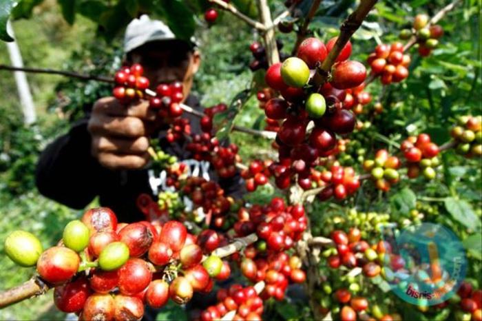STRATEGI PENINGKATAN PRODUKSI PADI