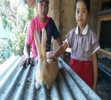 PROSPEK BETERNAK KELINCI