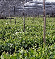 Upaya Menjaga Mutu Lada Putih