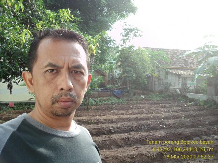 Tanam Porang di Halaman BPP Kecamatan Bayah Kabupaten Lebak Banten