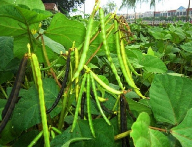 SAMBUNG PUCUK TANAMAN JAMBU METE