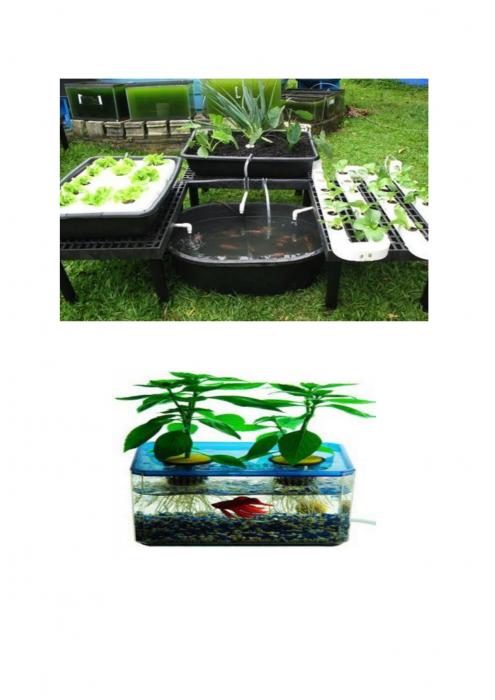 JENIS HAMA YANG MENYERANG TANAMAN SIRSAK ( Annona Muricata )